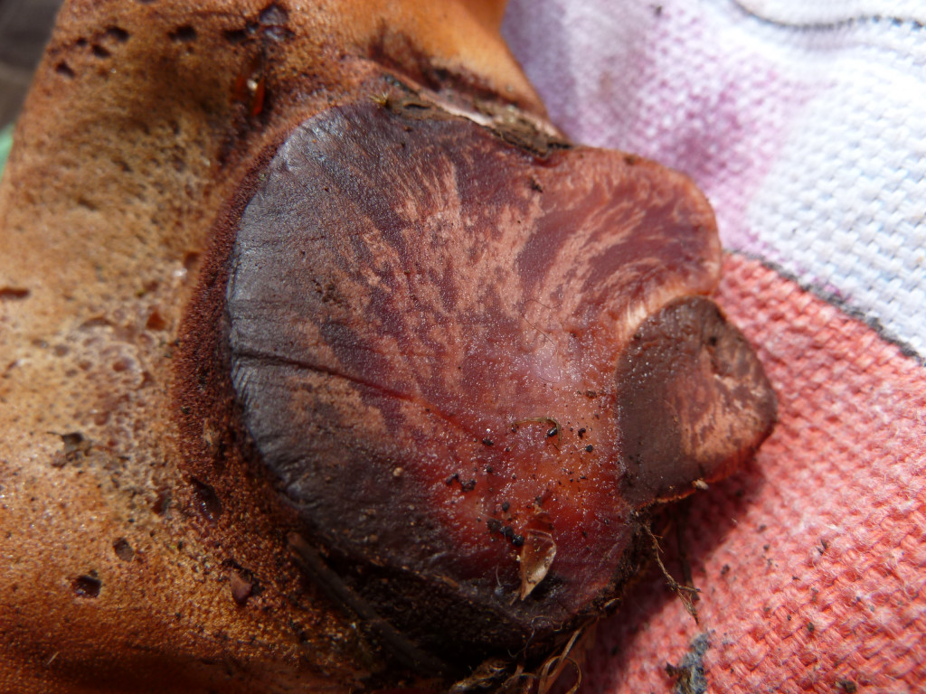 Fistulina Hepatica 14.jpg