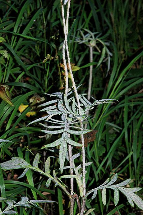 DSC_1534 Licht, Schärfe 23 %.JPG