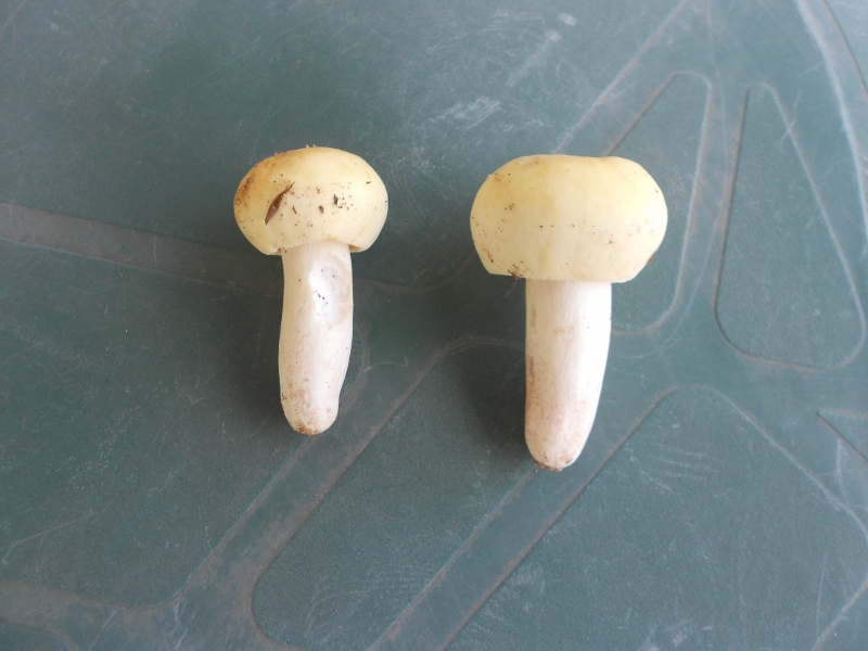 Russula violeibes.jpg