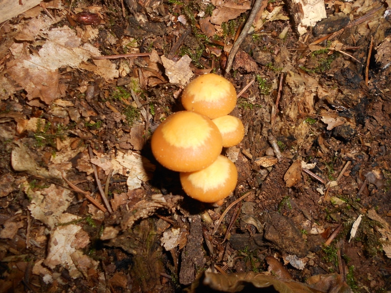 Kuehneromyces mutabilis.jpg