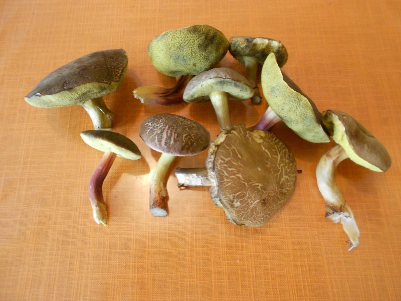 DSCN1609 (800x600).jpg