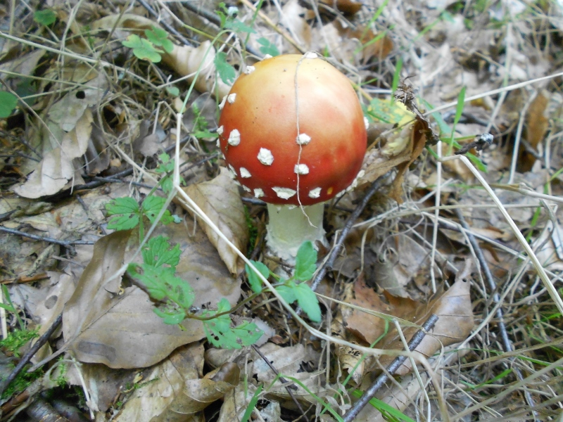 Amanita muscaria.jpg