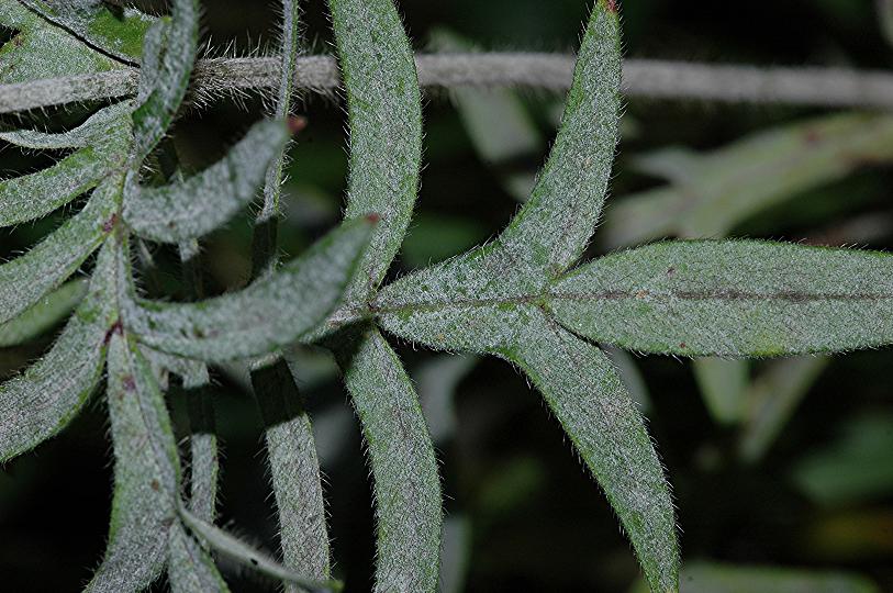 DSC_1535 Schärfe 27 %.JPG