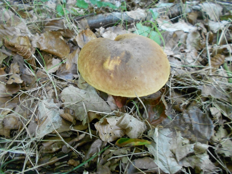 DSCN1581 (800x600).jpg