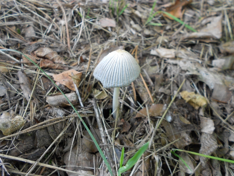 DSCN1579 (800x600).jpg