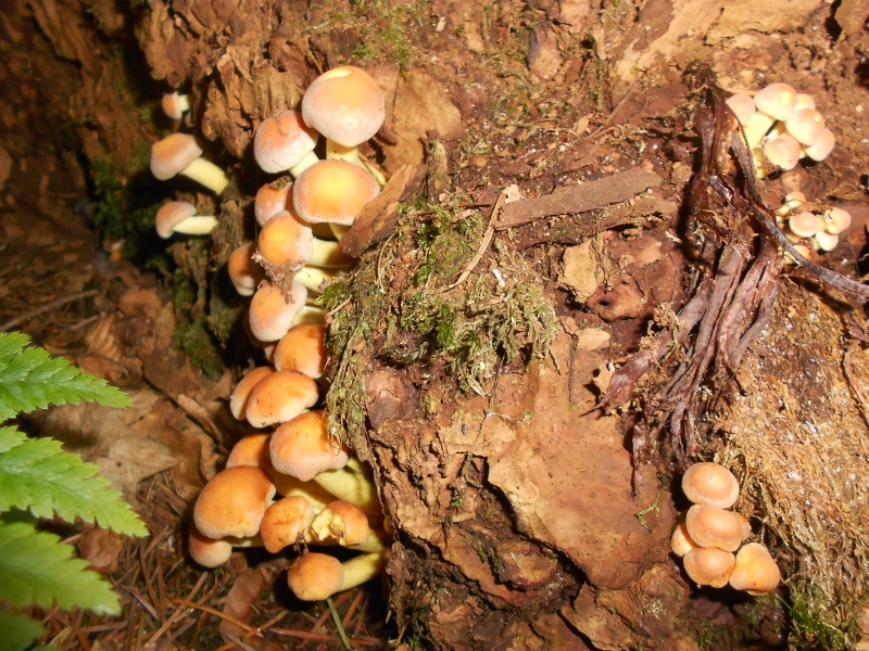 DSCN1589 (800x600).jpg