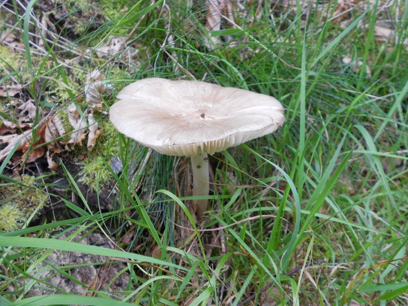 DSCN1594 (800x600).jpg