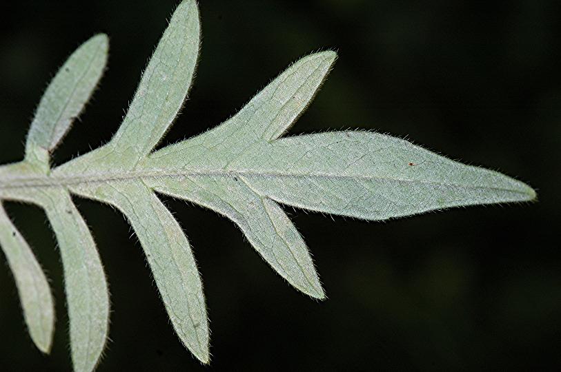 DSC_1538 Schärfe 27 %.JPG