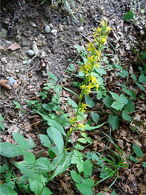 DSC03413 Ausschnitt, Schärfe, klein.JPG