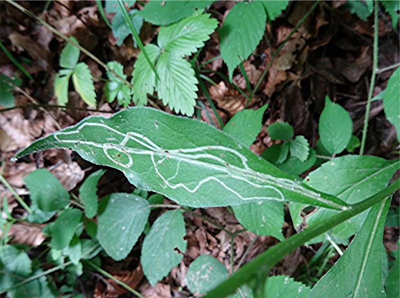 DSC03414 Ausschnitt, Schärfe, klein.JPG