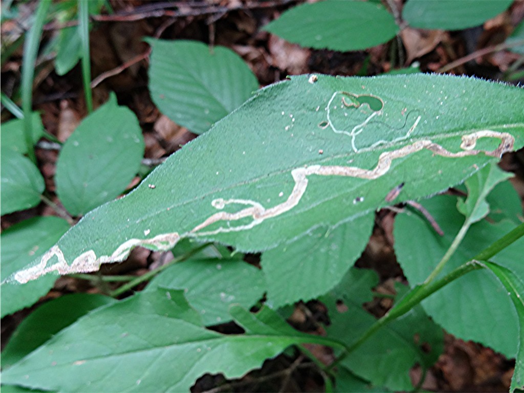 DSC03415 Ausschnitt, Schärfe, klein.JPG