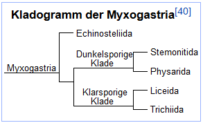 Kladogramm.png