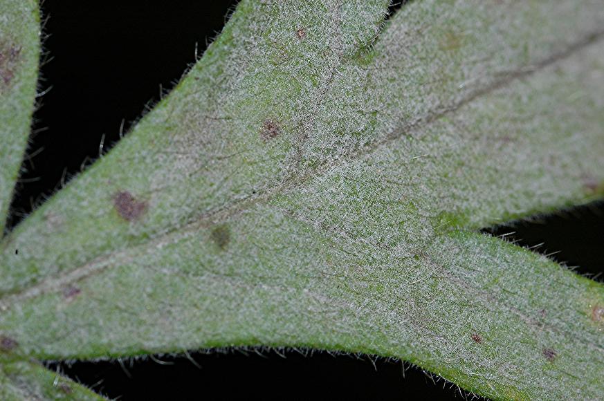 DSC_1537 Schärfe 29 %.JPG