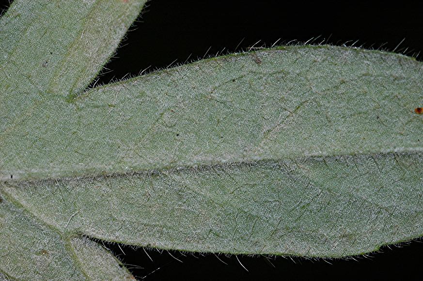 DSC_1539 Schärfe 29 %.JPG