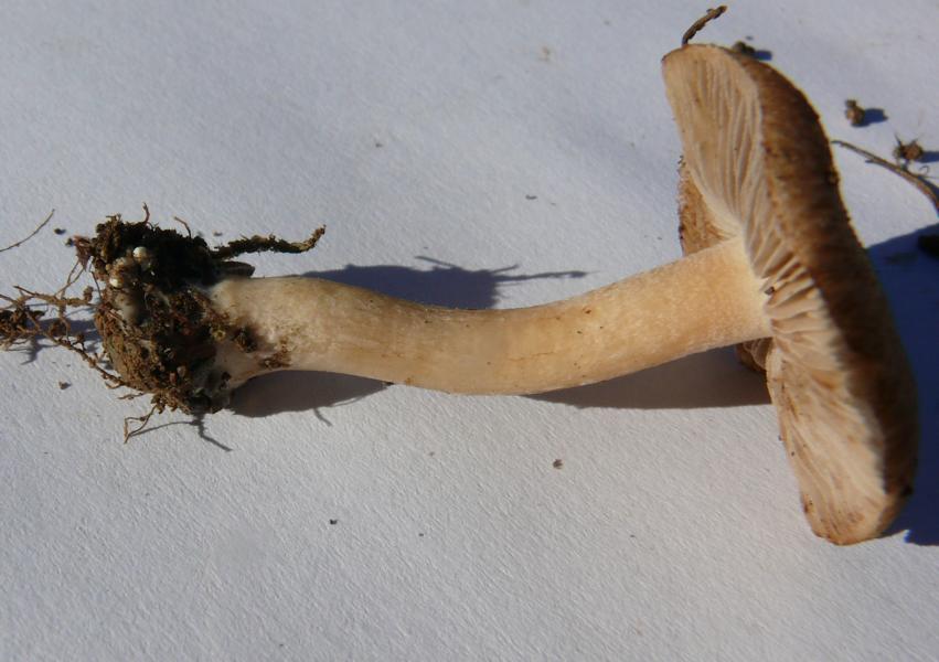 K800_Inocybe1.JPG