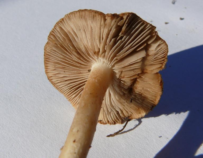 K800_inocybe2.JPG