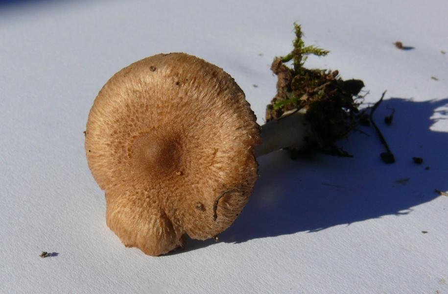 K800_inocybe3.JPG