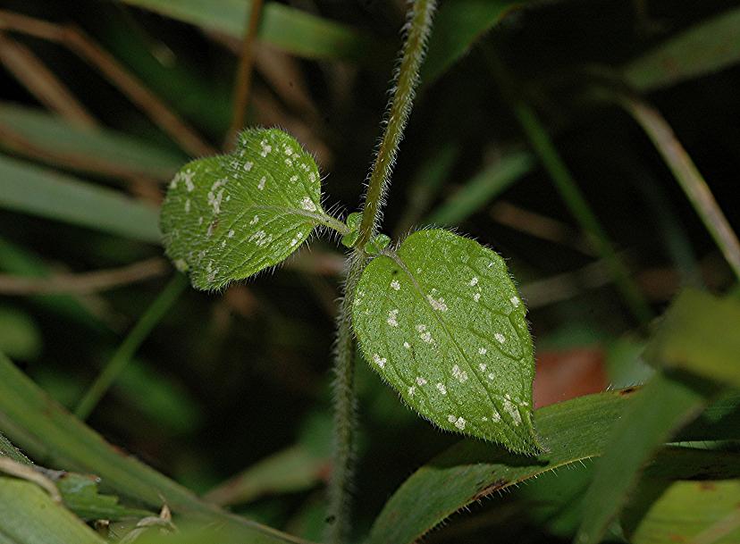 DSC_1540 Ausschnitt, Schärfe 35 %.JPG
