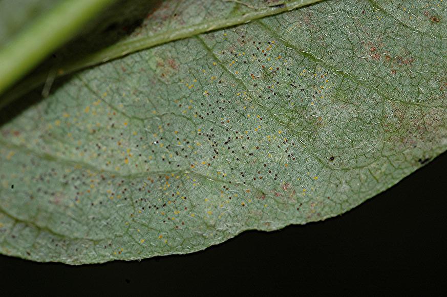 DSC_1532 Mehltaupilz an BärenschoteSchärfe 29 %.JPG
