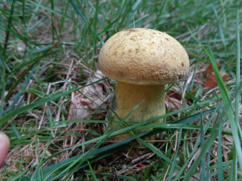 15-09-15_Boletus junquilleus - Falscher Schwefelröhrling (2).jpg