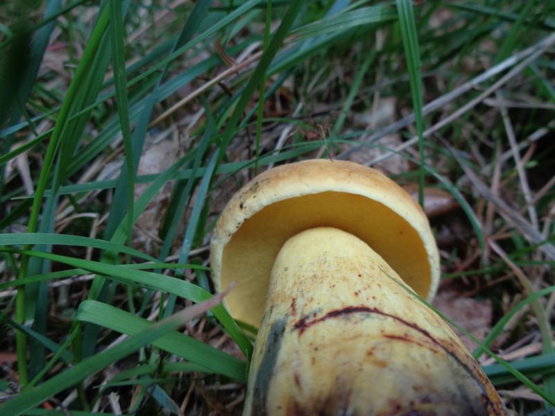 15-09-15_Boletus junquilleus - Falscher Schwefelröhrling (6).jpg