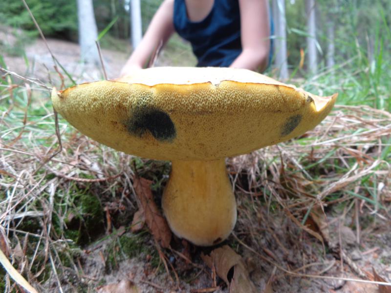 15-09-15_Boletus junquilleus - Falscher Schwefelröhrling (8).jpg