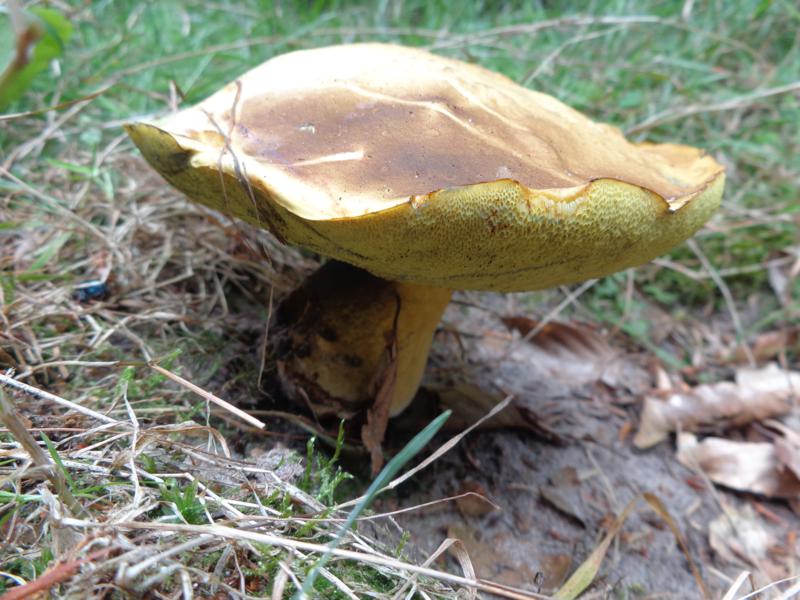 15-09-15_Boletus junquilleus - Falscher Schwefelröhrling (12).jpg