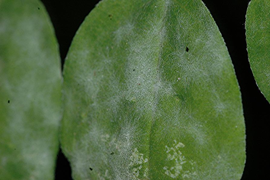 DSC_1528 Mehltaupilz an Bärenschote 35 %.JPG