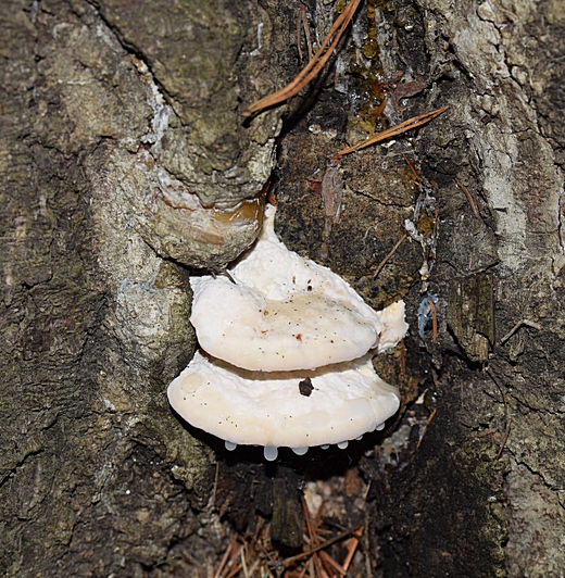 Oligoporus stipt.1.0.JPG