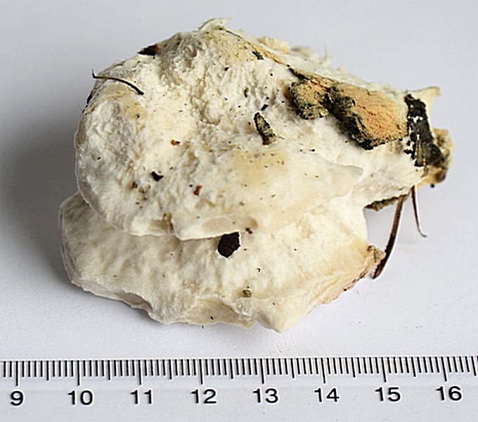 Oligoporus stipt.1.2.JPG