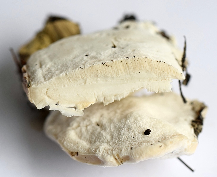 Oligoporus stipt.1.3.JPG