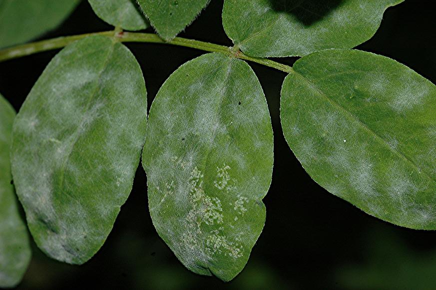 DSC_1526 Mehltaupilz an Bärenschote, Schärfe 29 %.JPG