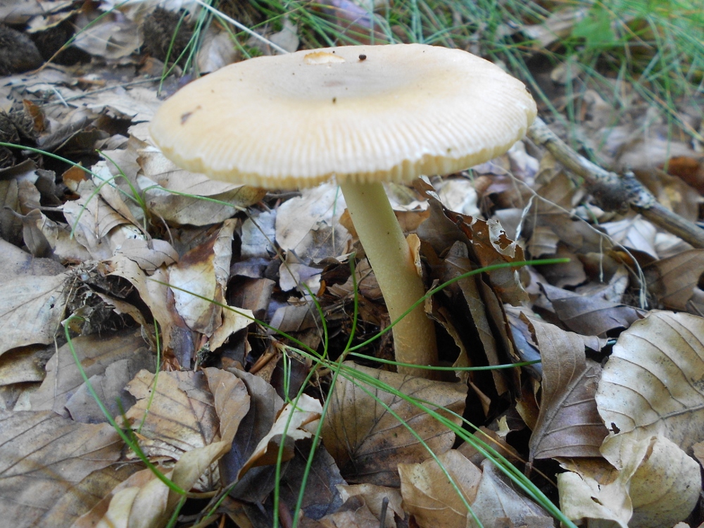 Amanita fulva.jpg
