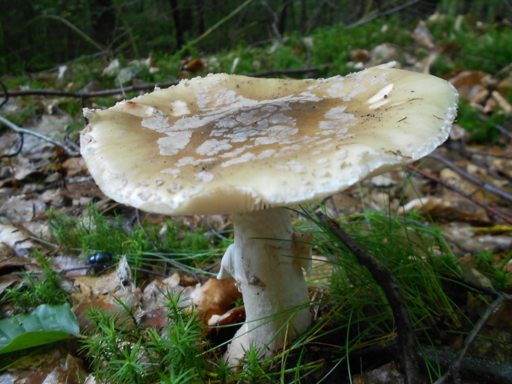 Amanita rubescens.jpg