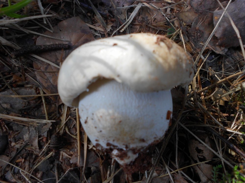 Boletus edulis.jpg