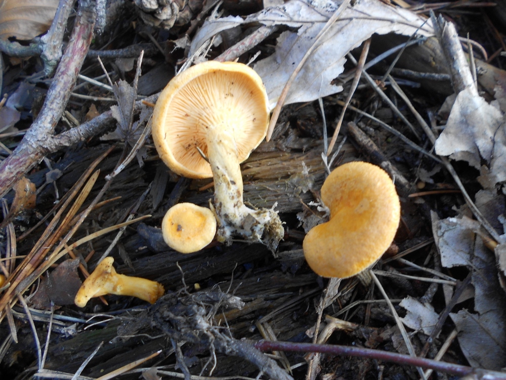 Hygrophoropsis aurantiaca.jpg