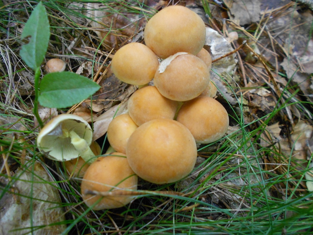 Hypholoma fasciculare.jpg