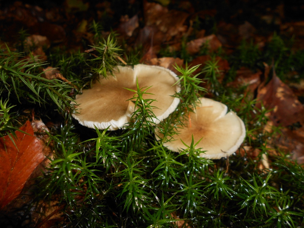 Megacollybia platyphylla.jpg