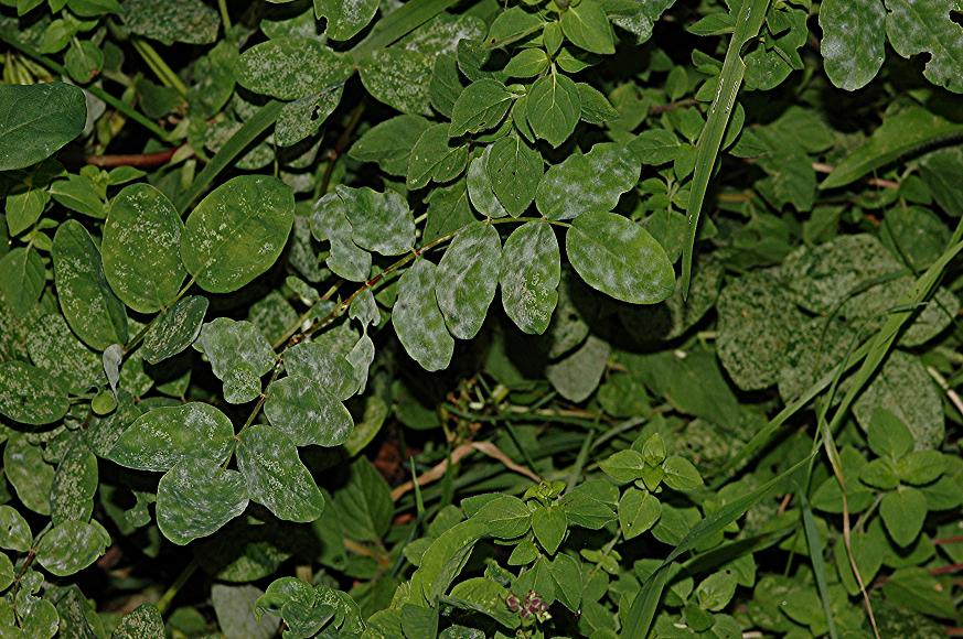 DSC_1525 Mehltaupilz an Bärenschote, Schärfe 29 %.JPG