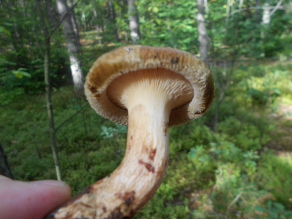 Paxillus involutus.jpg