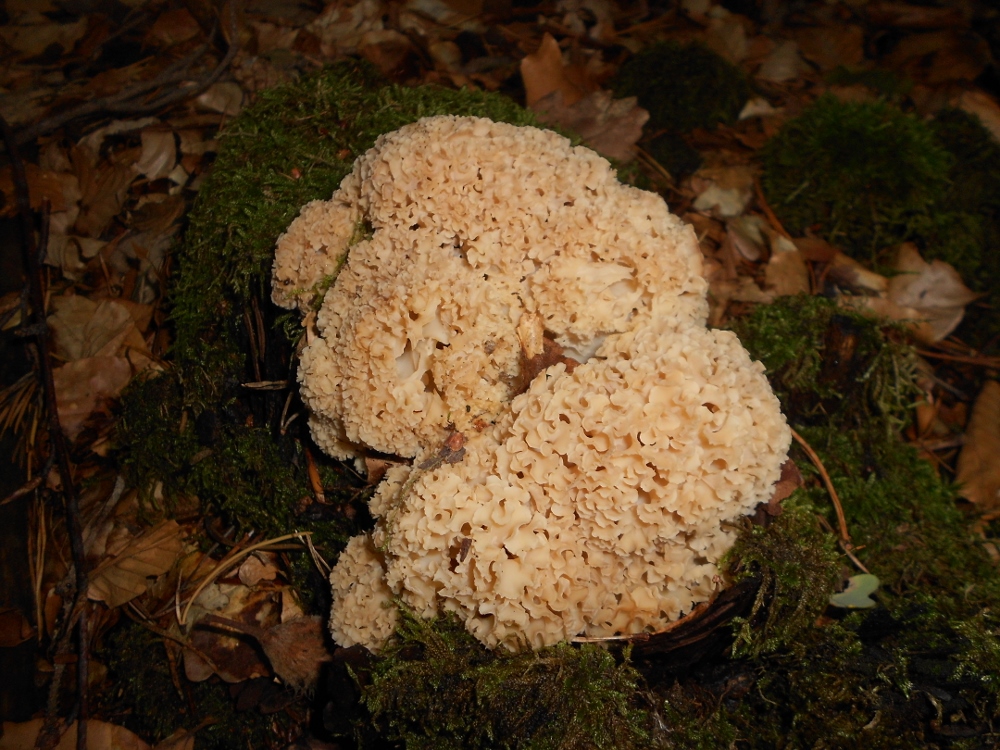 Sparassis crispa.jpg