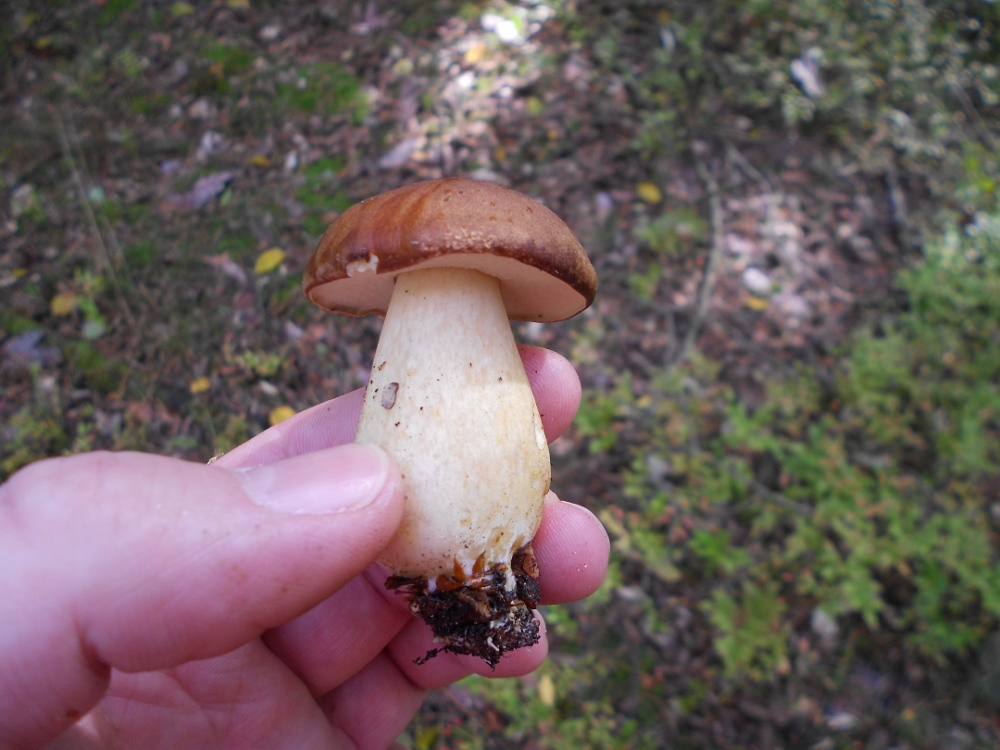 Xerocomus badius (2).jpg