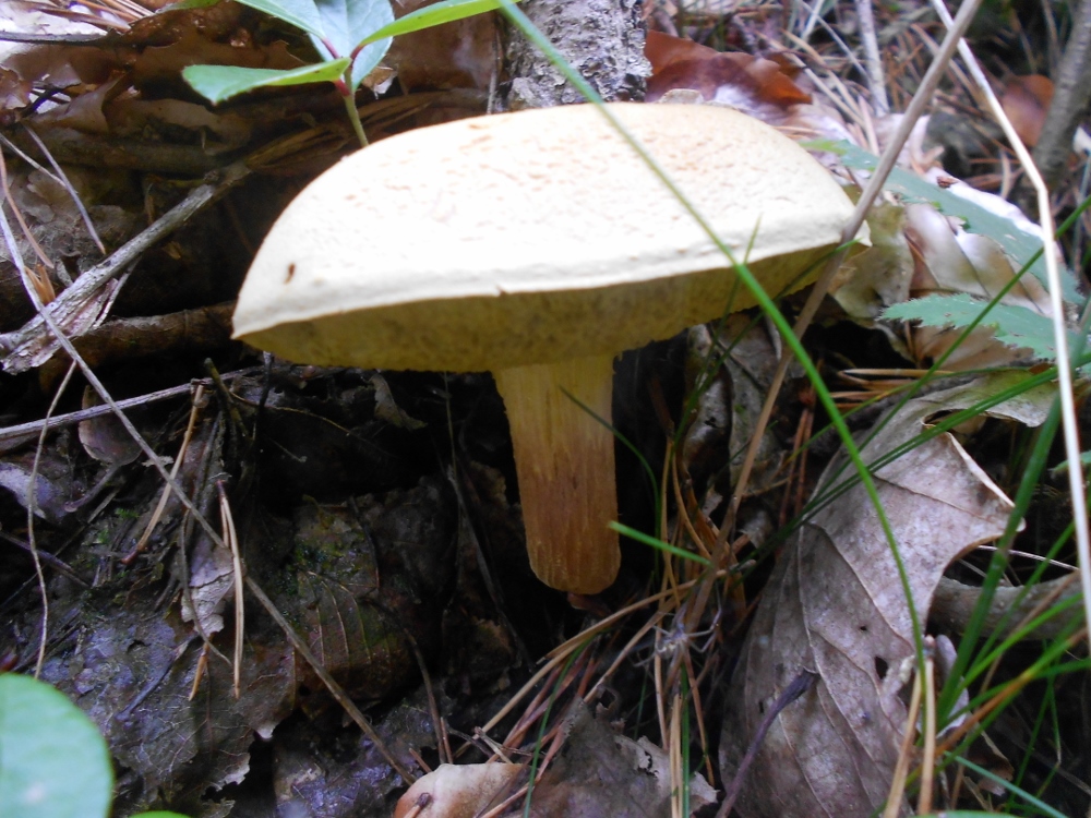 Xerocomus subtomentosus.jpg