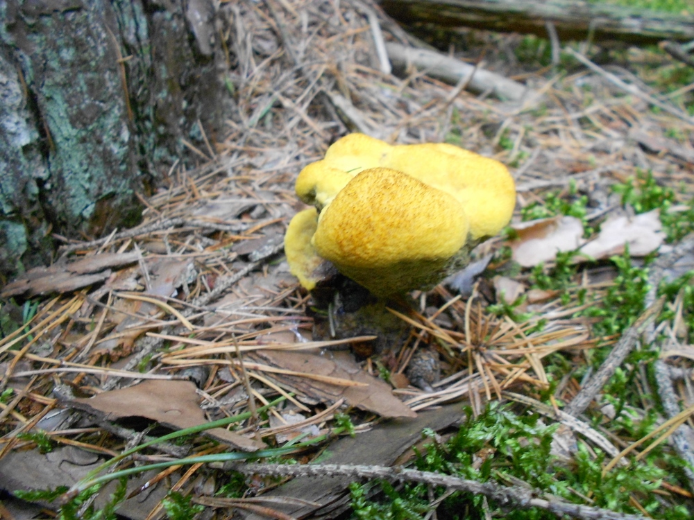 DSCN1615 (1000x750).jpg