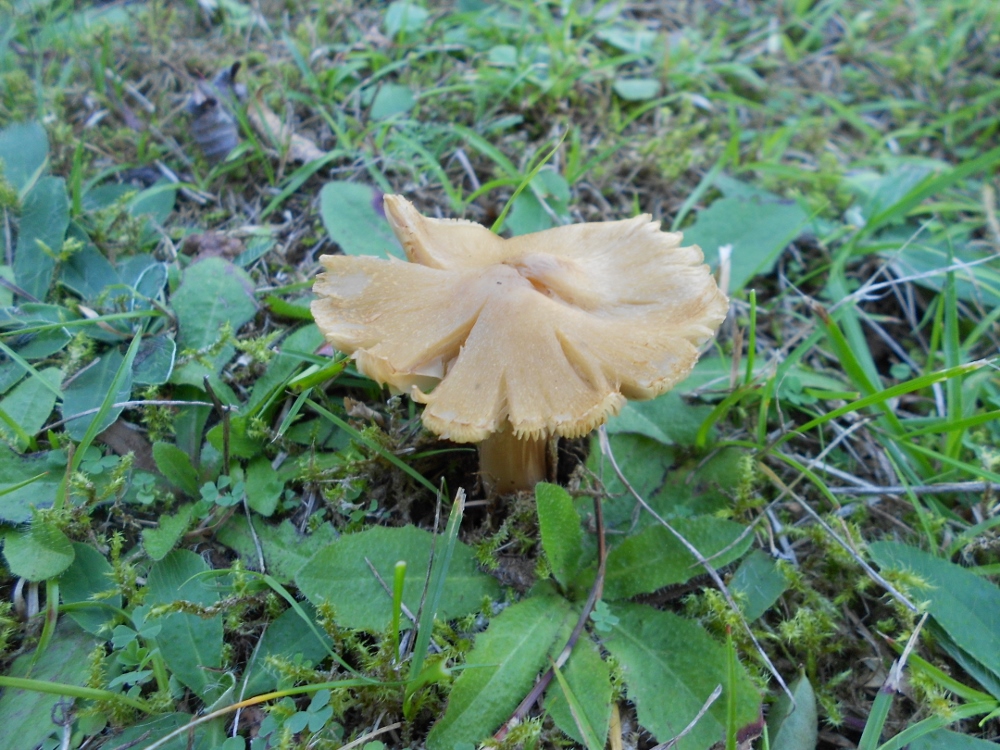 Inocybe spec..jpg