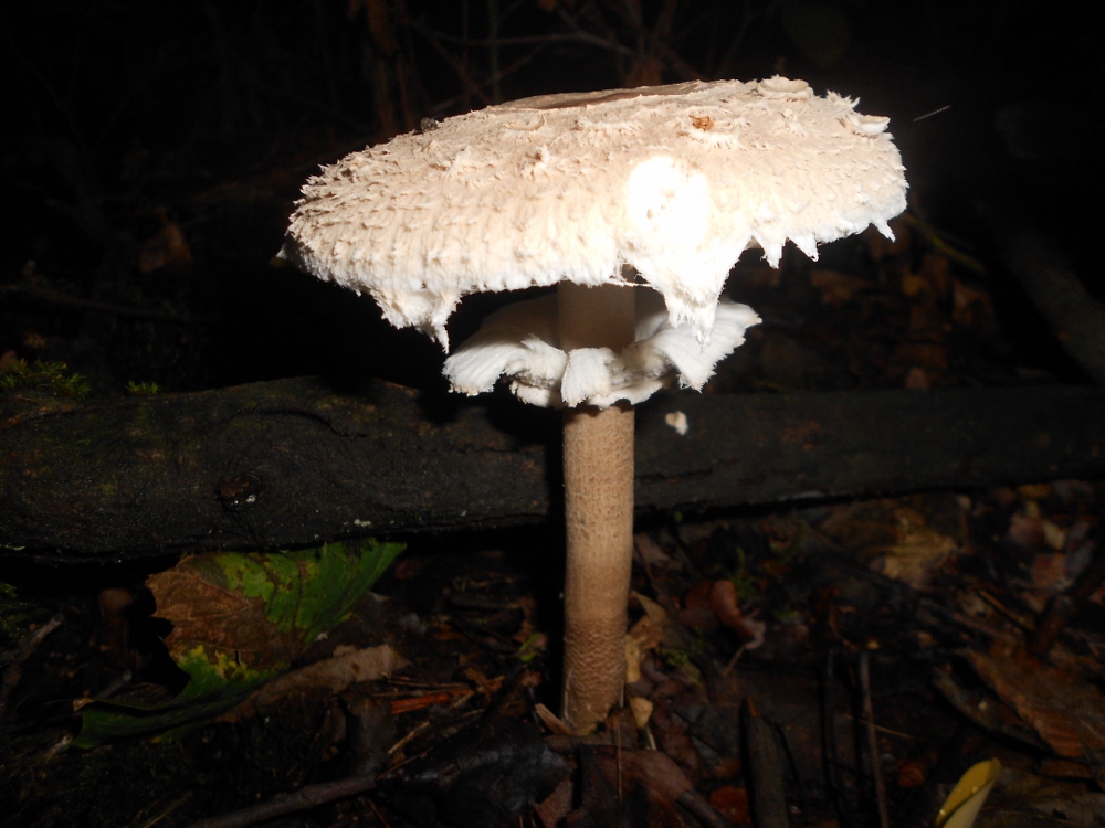 Macrolepiota spec.jpg