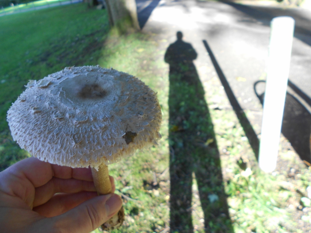 Macrolepiota. spec.jpg