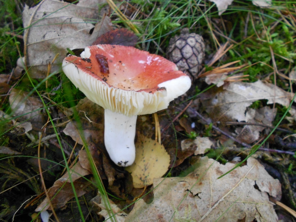 Russula spec.jpg