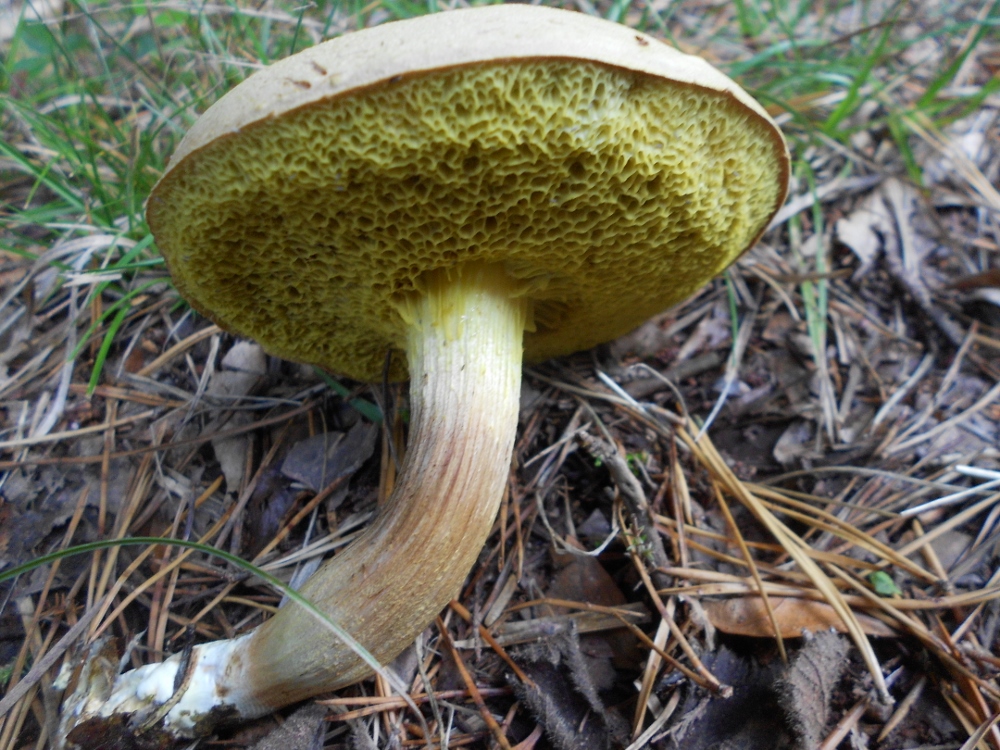 DSCN1659 (1000x750).jpg