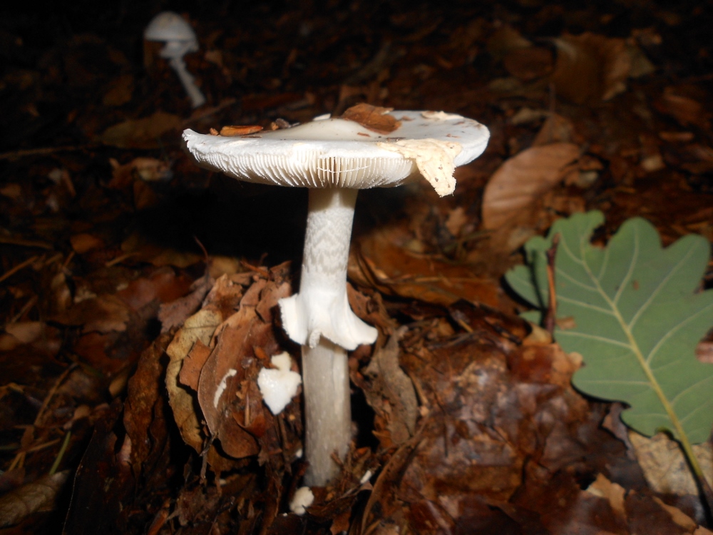Amanita spec.jpg